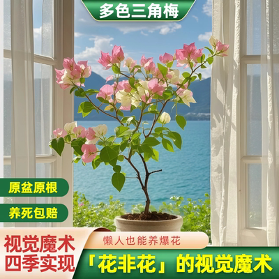 三角梅盆栽多品种四季开花好养