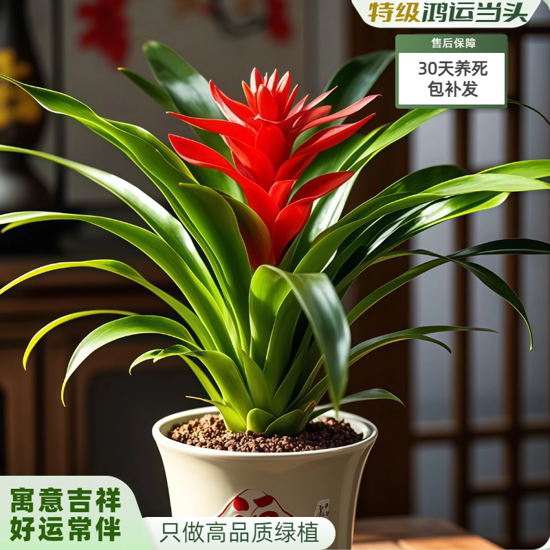 鸿运当头盆栽红星花卉植物