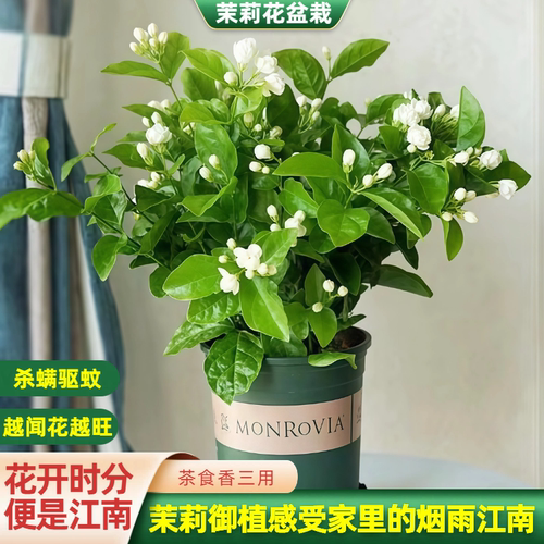 【精品茉莉花盆栽】带花苞发货~