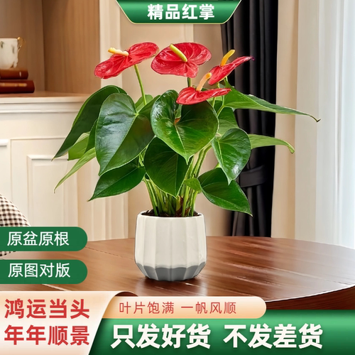 【精品特级】红掌盆栽带花发货