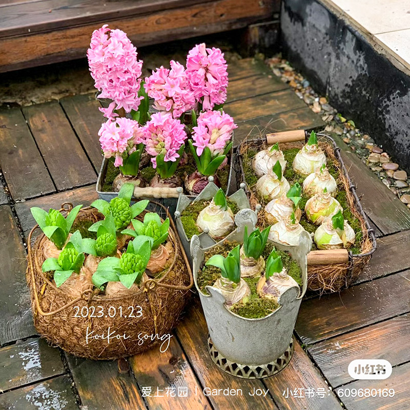 爱上花园园艺杂货 花园露台装饰摆件 铁丝编织做旧金色圆形提篮,鲜花速递/花卉仿真/绿植园艺,其它园艺用品,淘宝优惠券,粉丝福利购,淘宝优惠卷