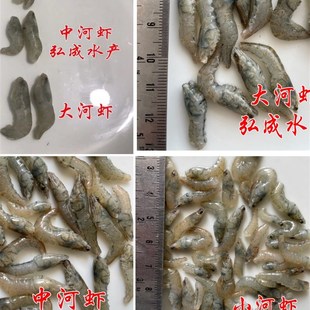 速冻河虾 冷冻鱼食 龙鱼粮 罗汉 饲料 魟鱼食 6斤专拍