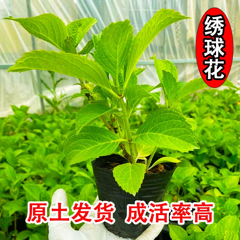 无尽夏绣球花苗带花绣球盆栽大苗带花苞花卉植物室内花庭院好养