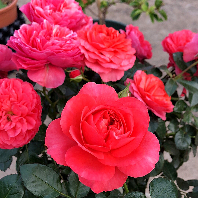红果汁月季花苗四季浓香灌木大花苗阳台盆栽庭院地栽切花玫瑰欧月