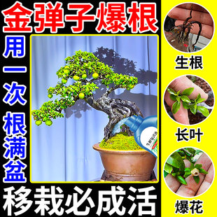 金弹子爆根剂多菌灵生根粉扦插盆景专用肥快速壮苗药水复活营养液