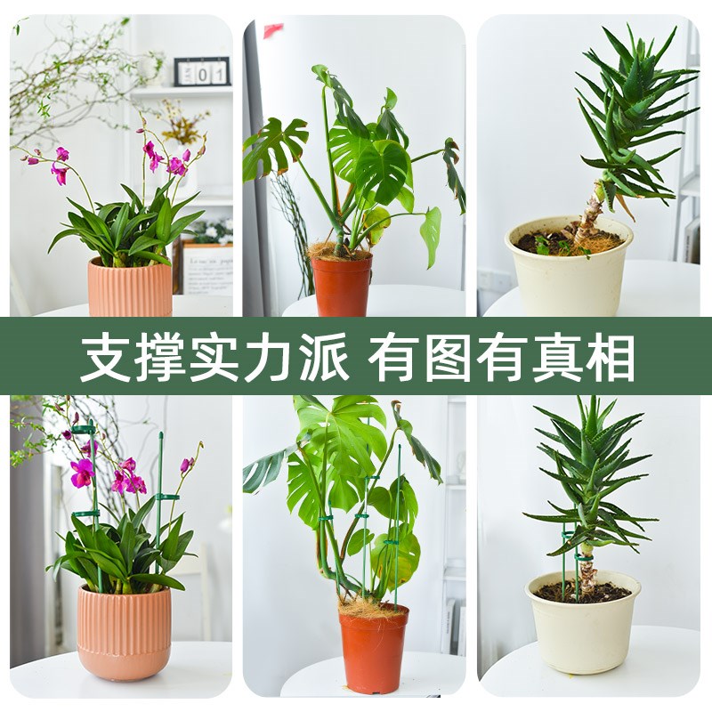 花架子蝴蝶兰支架绣球支撑杆金钱树龟背竹月季爬藤植物固定防倒伏