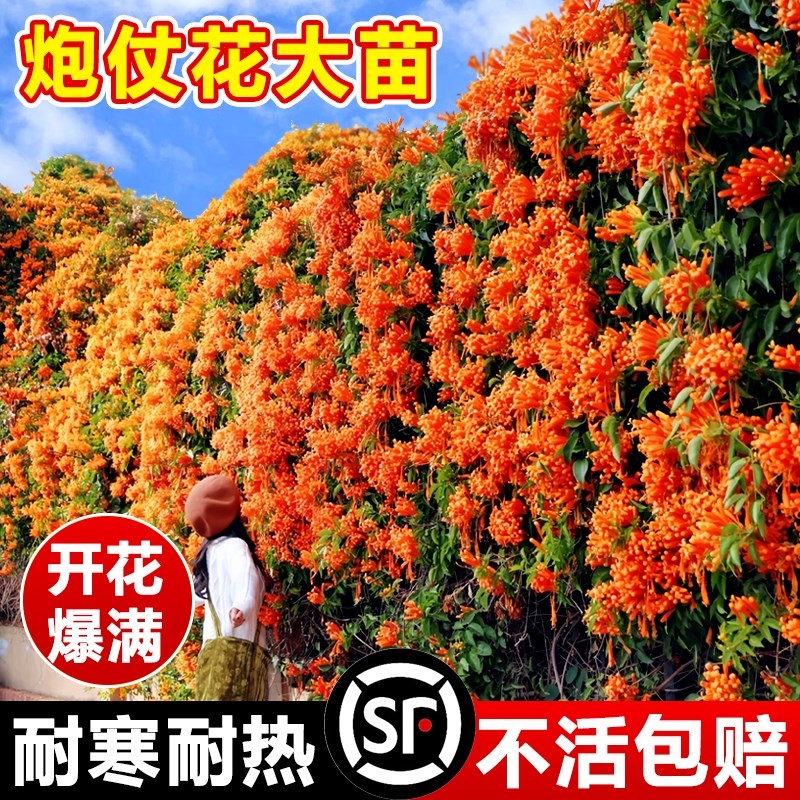 炮仗花爬藤植物凌霄花大苗四季可种阳台庭院垂吊攀援藤花卉藤本花