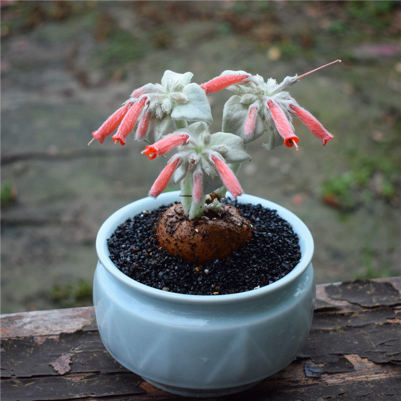 快跟月晏断崖女王 红花 盆口10厘米一物一拍迷你盆栽 多肉绿植,鲜花速递/花卉仿真/绿植园艺,多肉植物,淘宝优惠券,粉丝福利购,淘宝优惠卷