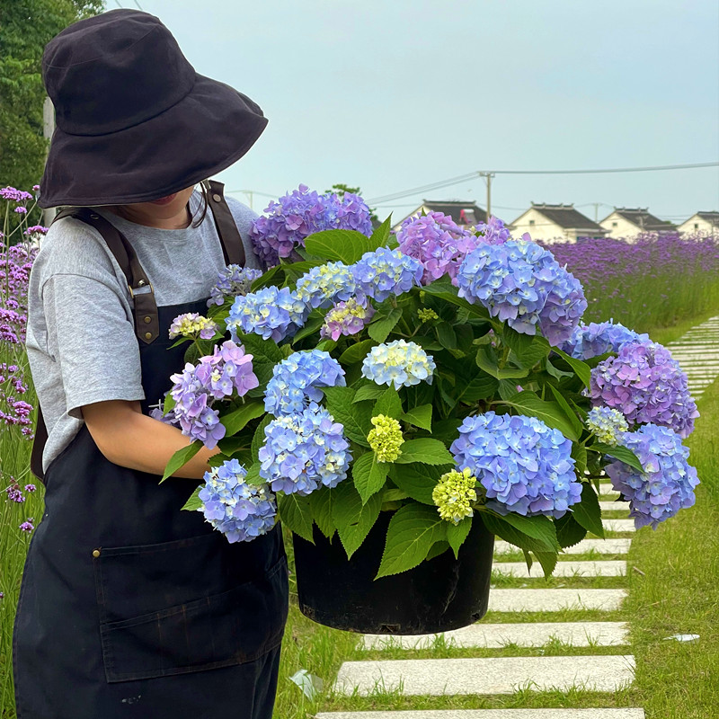 无尽夏绣球花苗带花苞四季开花绣球花大苗加仑盆栽庭院卉室内植物