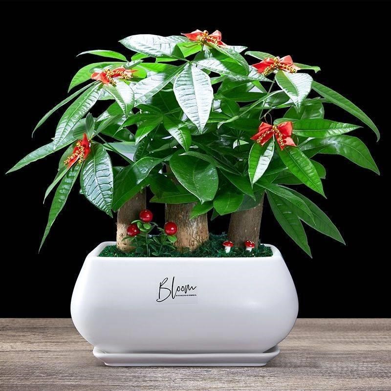 造景财树发财树盆栽植物室内大盆景办公室客厅四季常青好养开业礼