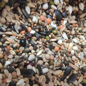 鸽粮魔鬼饲料信鸽粮斑鸠粮食鸽子饲料幼鸽食物营养粮斑鸠食喷窝粮