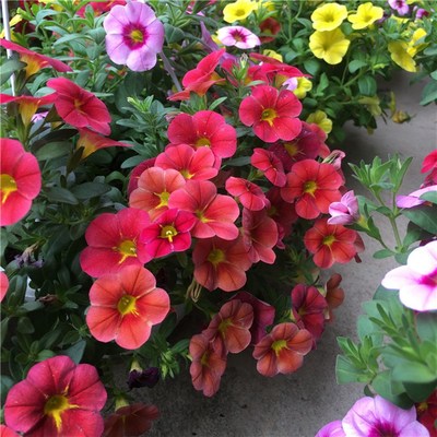 百万小玲盆栽舞春花带花苞矮牵牛花苗庭院四季花卉植物室外阳台