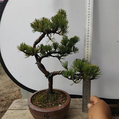 微盆大板松盆景实物 宫岛大阪松盆栽素材小苗 阳台大板松树苗包邮