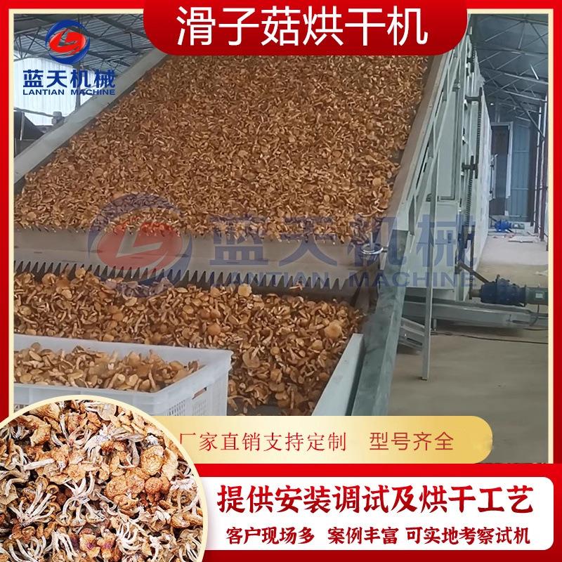 滑子菇烘干机 大型网带杏鲍菇珍珠菇滑子菇烘干设备 干制香菇干机