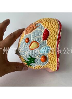 乳房模型 乳房解剖 病例乳腺模型 乳房构造 哺乳乳房 乳房教具
