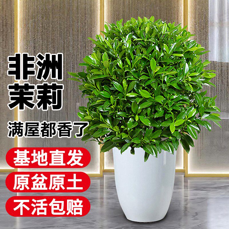 非洲茉莉盆栽庭院绿化四季常青好养花卉绿植室外阳台净化空气植物