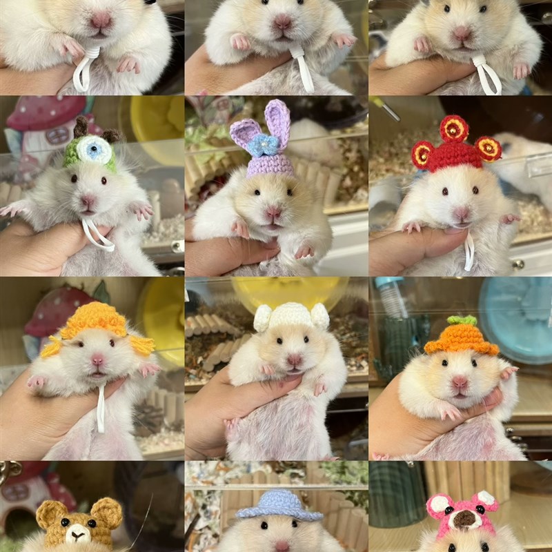 手工钩织仓鼠金丝熊小宠帽子拍照卖萌神器