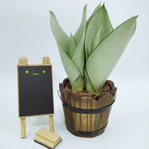 虎皮兰系列盆栽多肉客厅植物吸甲醛绿植虎尾兰发财树白玉虎耳兰