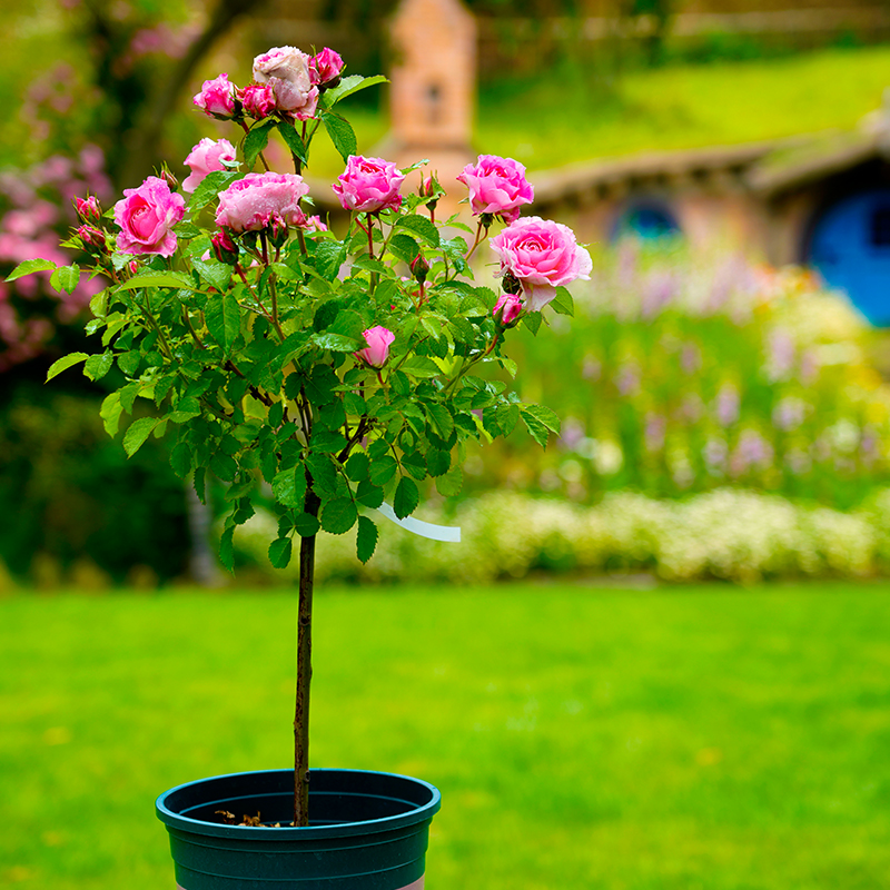 棒棒糖月季玫瑰花树状月季欧月果汁阳台海神王树月嫁接苗盆栽庭院
