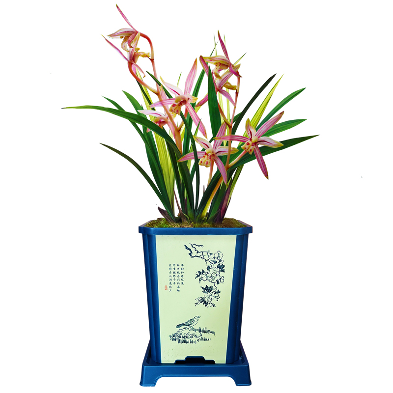 刘阁兰花苗建兰满堂彩四季兰新品夏带花苞浓香好养室内外花卉盆栽