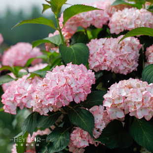 海蒂 花园绣球花苗塞布丽娜花卉植物海妈花园阳台庭院盆栽地栽苗