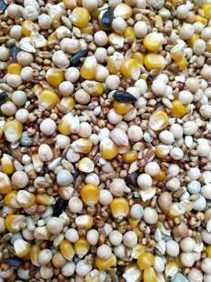 包邮 20斤装 小颗粒玉米营养赛飞鸽粮赛鸽专用粮肉鸽信鸽饲料19省