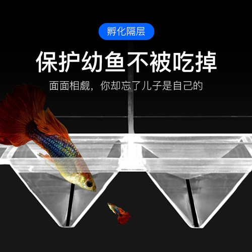 鱼缸隔离盒水族箱孵化盒隔离箱凤尾鱼繁殖盒鱼苗产卵孵化器隔离网