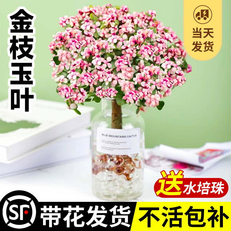 金枝玉叶盆栽老桩水培多肉植物室内桌面水养高端多肉大颗耐寒好养