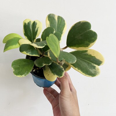 心叶球兰锦客厅桌面绿植室内爬藤植物心形叶子办公桌面常青好养活
