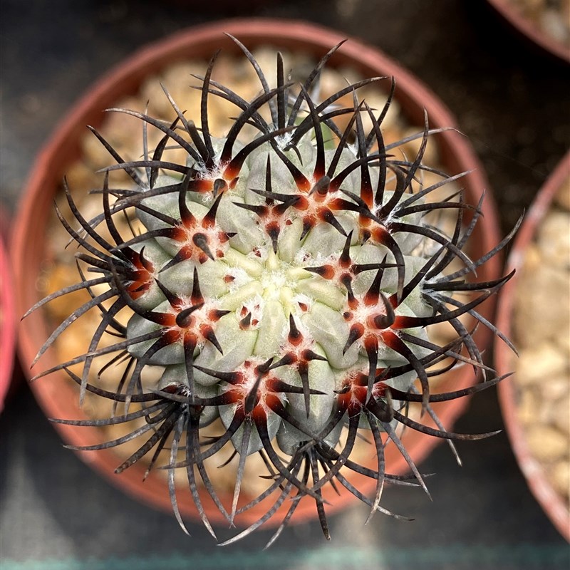 智利属仙人球白皮素妆玉白肌素装玉皮色冷艳实生苗嫁接8.23拍摄