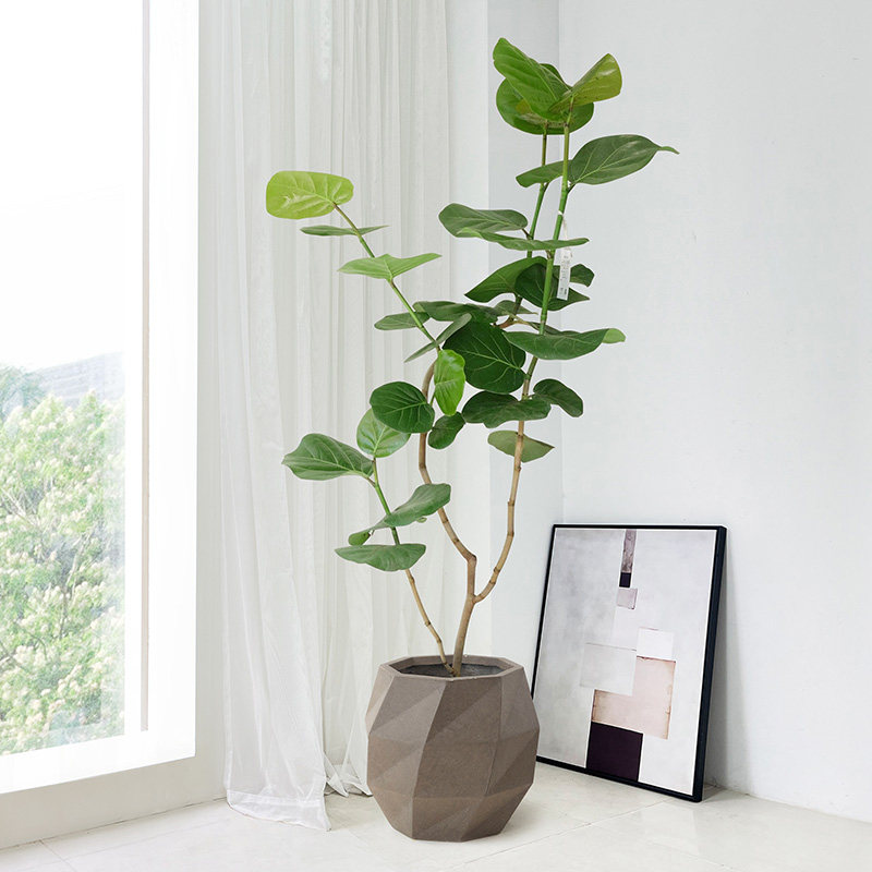 海葡萄绿植室内客厅大型植物办公室造型观叶网红盆栽阳台高级感真,鲜花速递/花卉仿真/绿植园艺,大型绿植/成品组合盆栽,淘宝优惠券,粉丝福利购,淘宝优惠卷