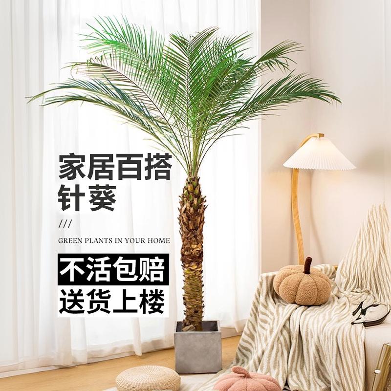 针葵树大型绿植室内庭院客厅植物刺葵棕榈好养北欧网红落地大盆景