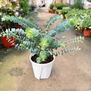 尤加利盆栽 银水滴网红观叶植物 庭院阳台耐寒多年生大苗银色盆栽