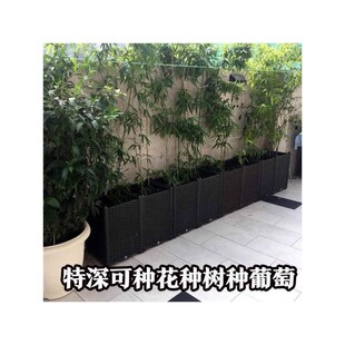 种竹子的专用盆阳台种菜盆家庭特大长条蔬菜种植箱长方果树葡萄