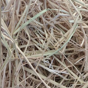 新稻草天然宠物鸡窝草干稻草牛羊猪饲料狗鸭窝草道具谷草秸秆