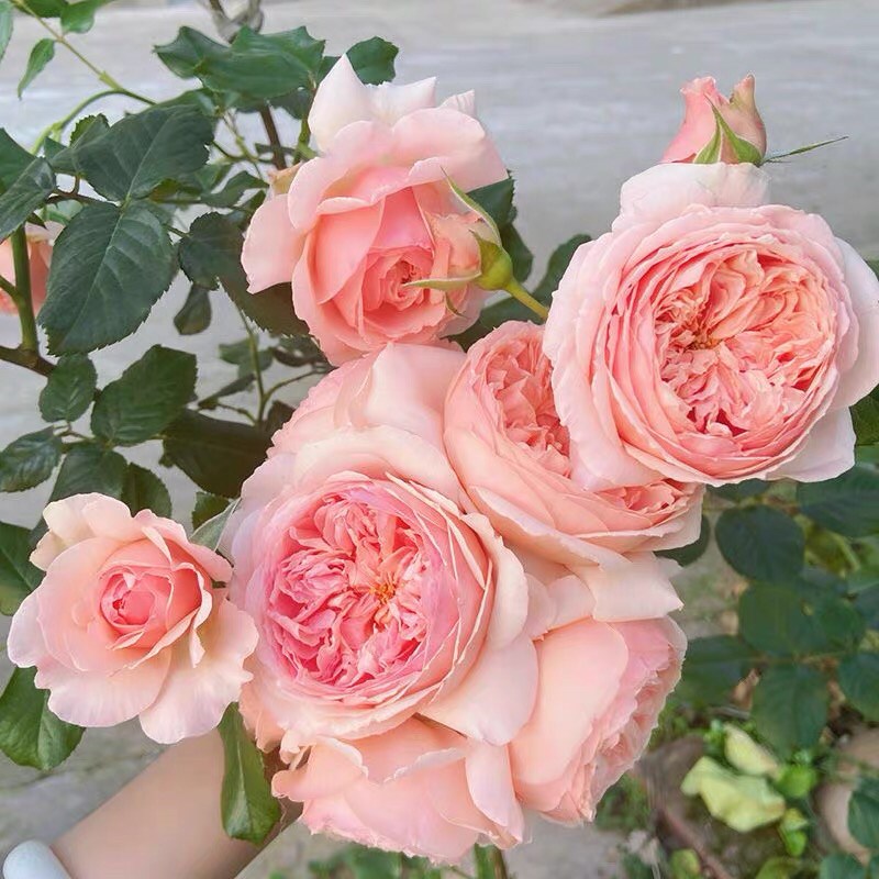真州1米左右浓香灌木切花玫瑰盆栽阳台庭院四季开花植物花卉绿植