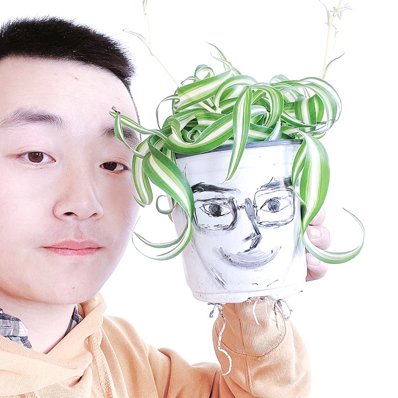 卷叶吊兰卷发女郎金心垂吊法国女郎盆栽室内卷毛绿植阳台植物卷边