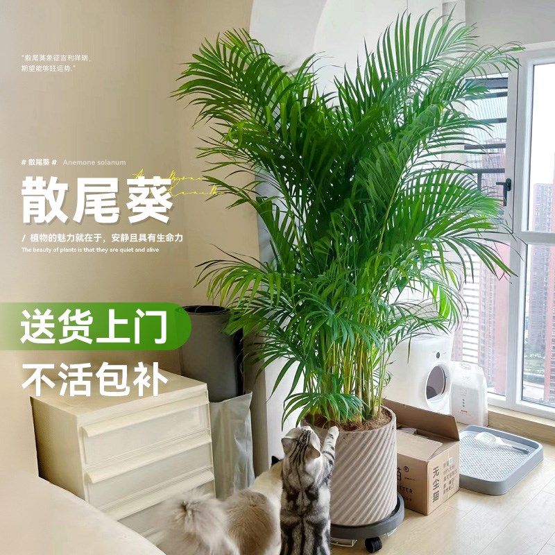 散尾葵植物盆栽客厅绿植室内大型办公室凤尾竹落地式禄植真花阳台
