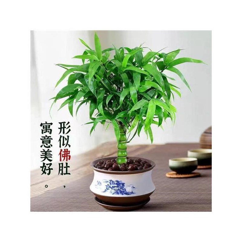 室内无阳光绿植佛肚竹盆栽葫芦竹罗汉竹室内阳台绿植盆景老桩矮化