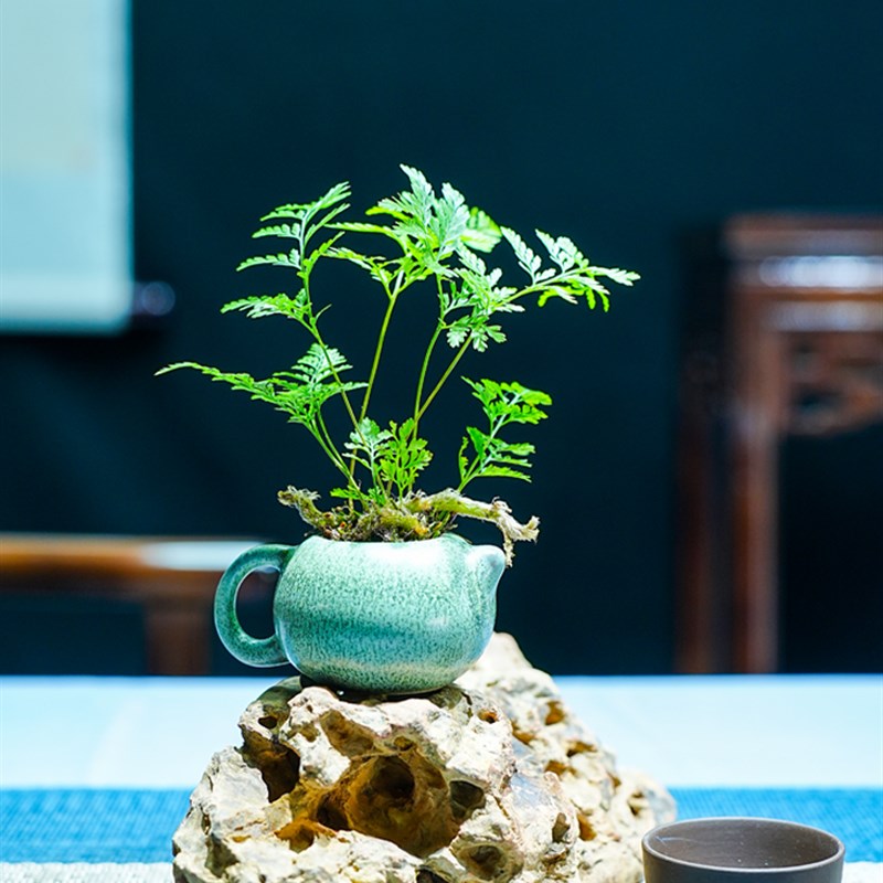 苔藓微景观室内蕨类植物迷你盆栽好养耐阴小盆栽办公桌面拇指绿植