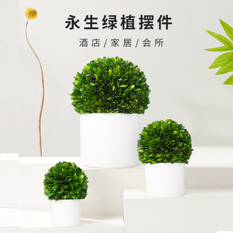 北欧球型好养易活植物室内四季盆栽办公室桌面小绿植家居装饰摆件