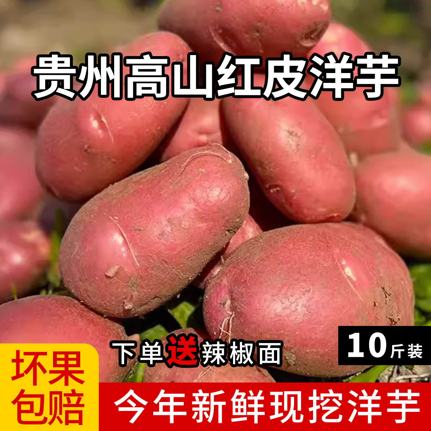 贵州高山红皮洋芋粉面现挖应季新鲜特产黄心土豆老品种马铃薯十斤