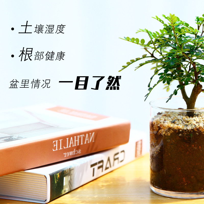发财树长寿栀子花桌面绿植小花卉盆栽植物室内易活好养多肉含羞草