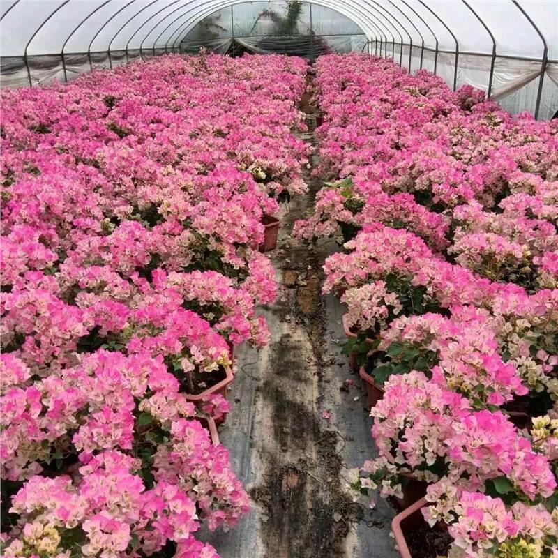 三角梅盆栽带花发货四季开花老桩爬藤绿樱勤花品种重瓣红花卉