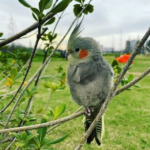 玄凤鹦鹉黄化珍珠原始灰能学说唱歌的宠物亲人粘人好上手活泼听话