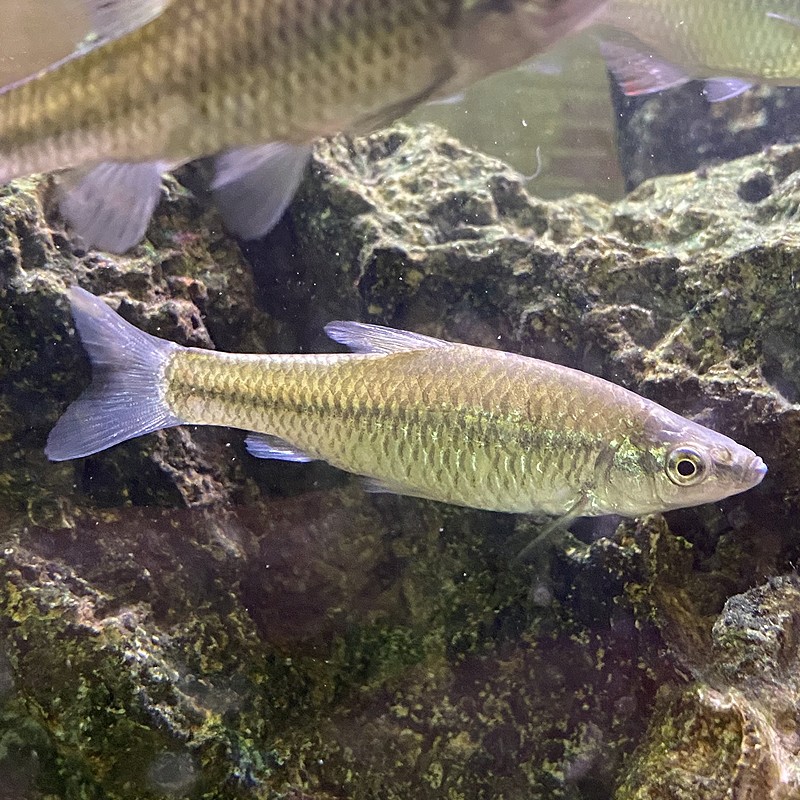 麦穗鱼原生鱼活稀有冷水观赏鱼淡水小型鱼苗耐活好养混养群游易活