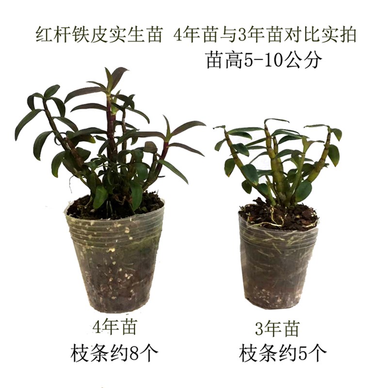 霍山铁皮石斛苗盆栽红杆石斛苗种源石斛兰花苗植物可食用能开花