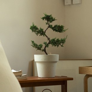 诗与自然 常绿植物净化空气盆栽小众植物 迎客松盆景四季