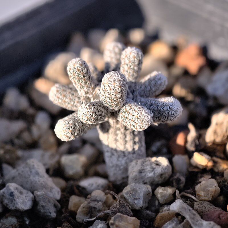 迷你牧师小人树仙人球娇丽球属多肉植物花卉绿植室内盆栽阳台好养