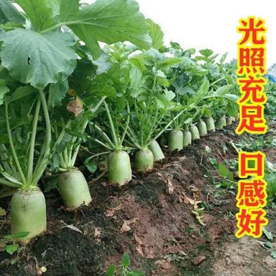 河南开封农家自种新鲜白萝卜